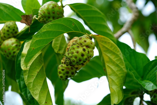 Noni morinda citrifolia fruits on the tree, coffee family (rubiaceae). They are used as fresh juice. The powder from dried fruits is used for cosmetic and medicinal products. Terra do Caju, Amazonas,  photo