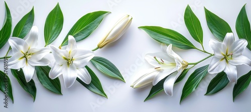 Funeral lily on a pure white background with ample space provided for text placement