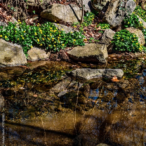 Lesser celandine (Ficaria verna) growing along a stream. They are in full yellow flower in mid march in Maryland, USA