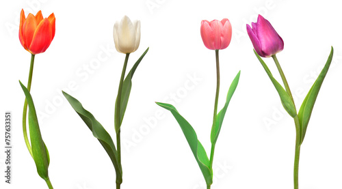 Collection colorful different flowers tulips isolated on a white background. Spring time, beautiful floral delicate composition. Creative concept. Flat lay, top view