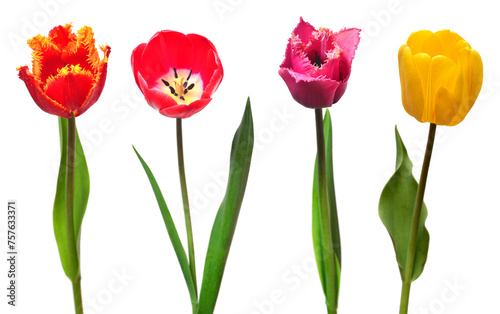 Collection colorful different flowers tulips isolated on a white background. Spring time  beautiful floral delicate composition. Creative concept. Flat lay  top view