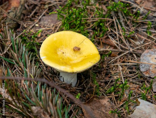 Beautiful mushroom growing in the grass color