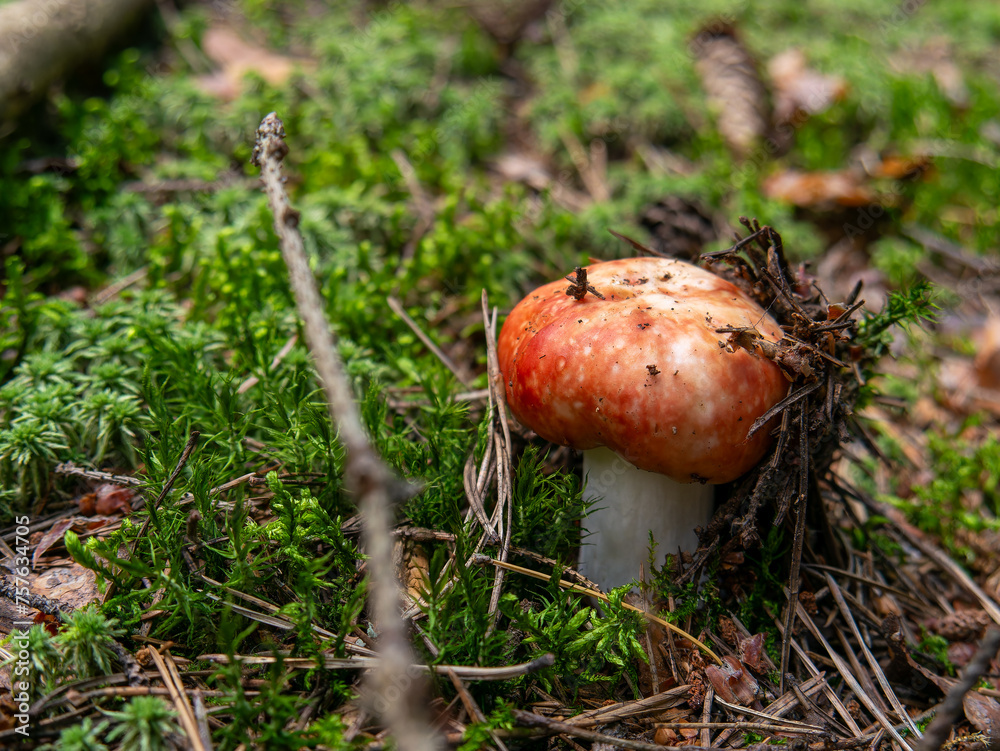 Beautiful mushroom growing in the grass color Beautiful mushroom growing in the grass color