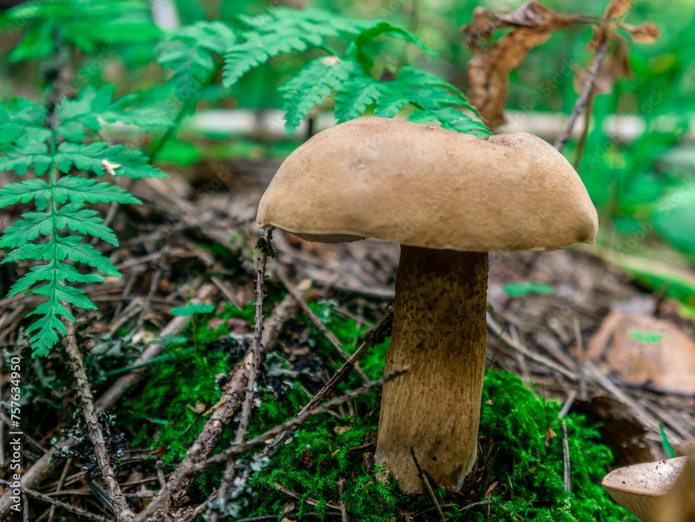 Beautiful mushroom growing in the grass color Beautiful mushroom growing in the grass color