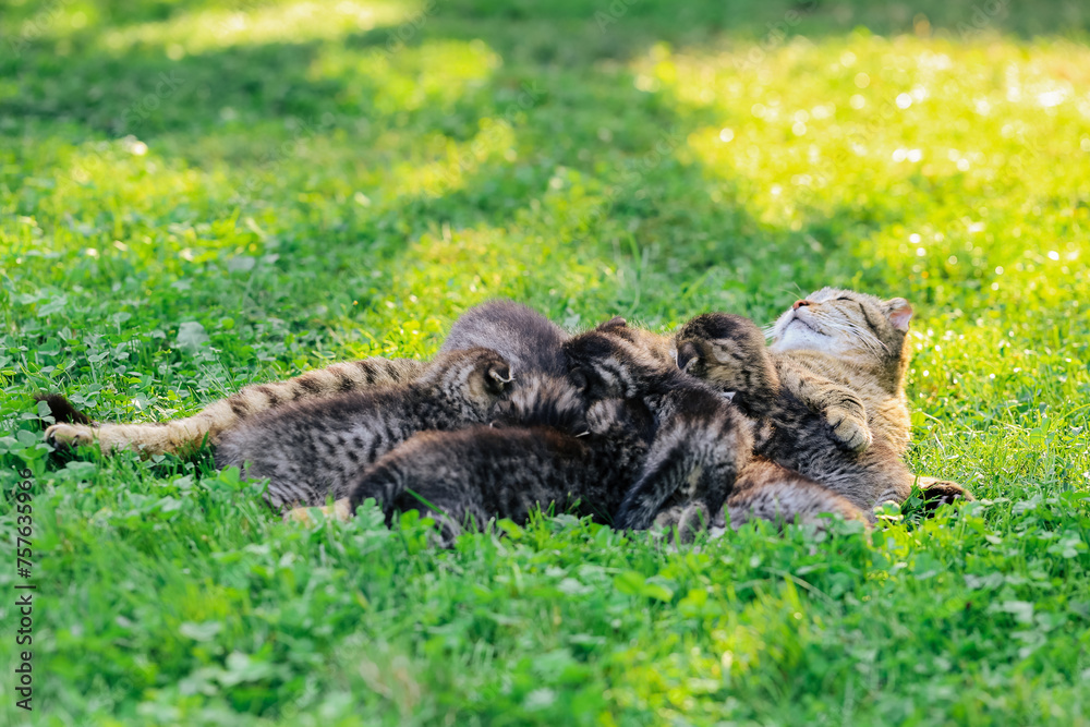 Cat family. Scottish fold tabby cat with small kittens. cat mother with kittens. cat with kittens on a green lawn in a summer garden in the sun. Cat family. Scottish fold tabby cat with small kittens. cat mother with kittens. cat with kittens on a green lawn in a summer garden in the sun.