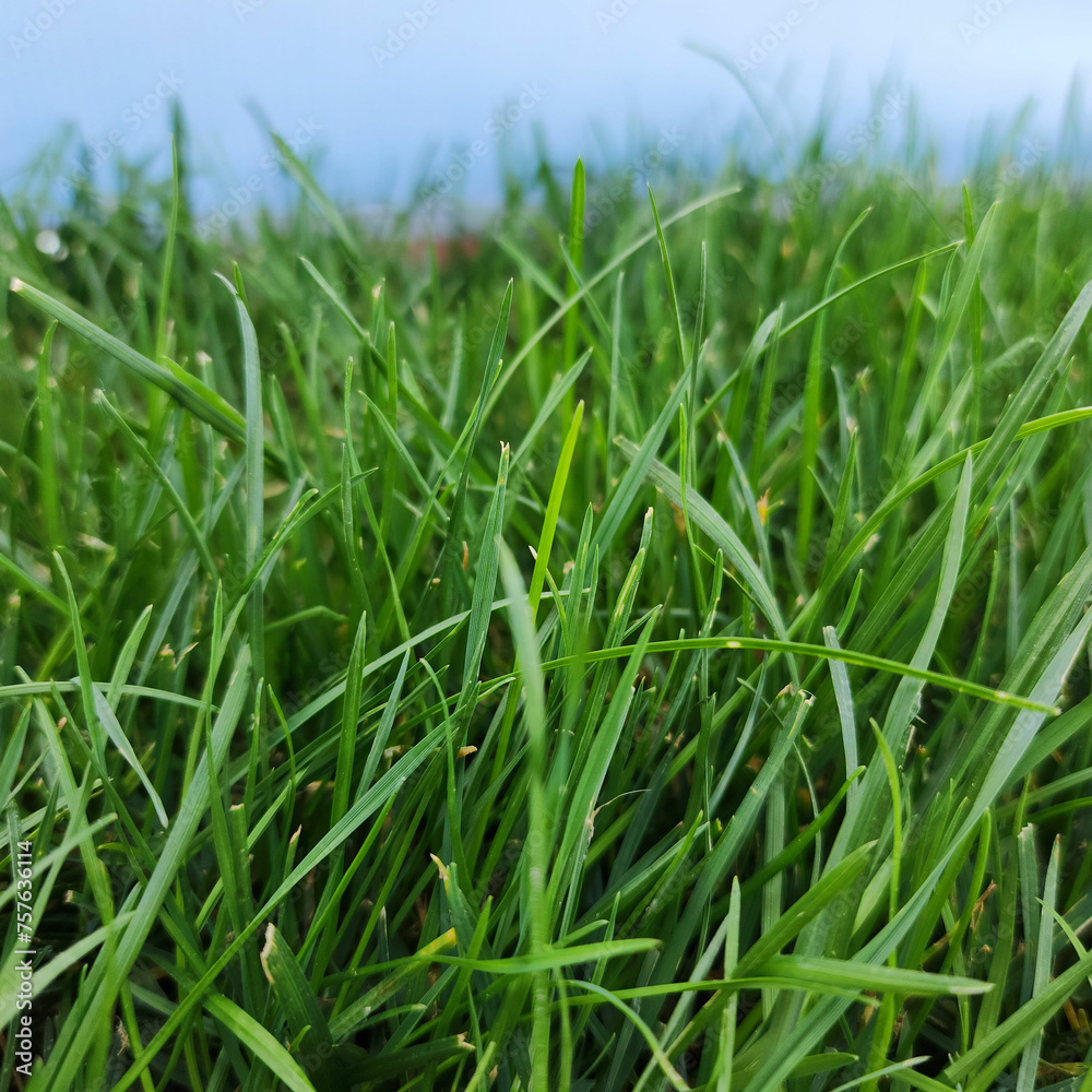 Grass close up to use as background