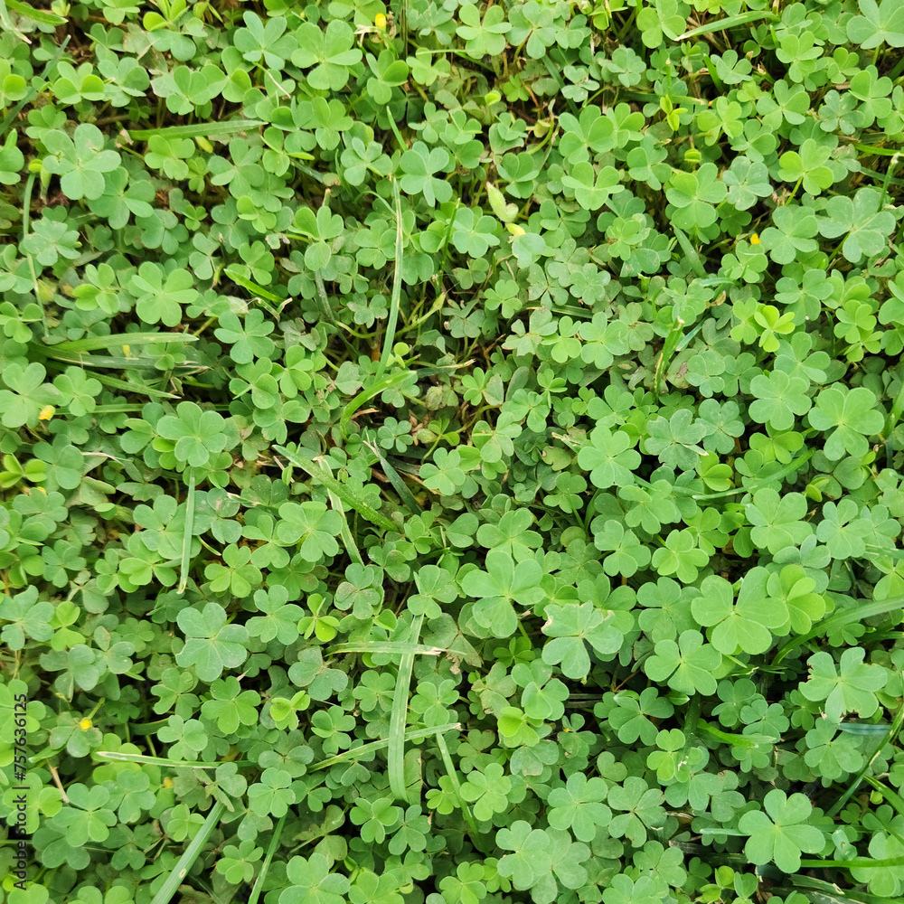 Fototapeta premium Grass close up to use as background