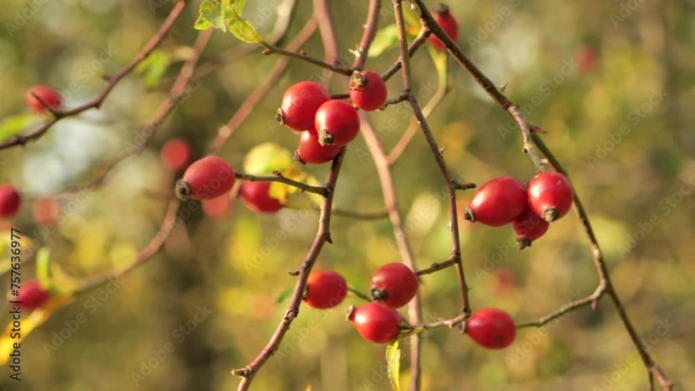 Rose hips harvest.Hand touches rosehip. Rosehip berries close-up in the suns rays.Useful medicinal berries.Harvesting rose hips in the fall. 4k footage Rose hips harvest.Hand touches rosehip. Rosehip berries close-up in the suns rays.Useful medicinal berries.Harvesting rose hips in the fall. 4k footage