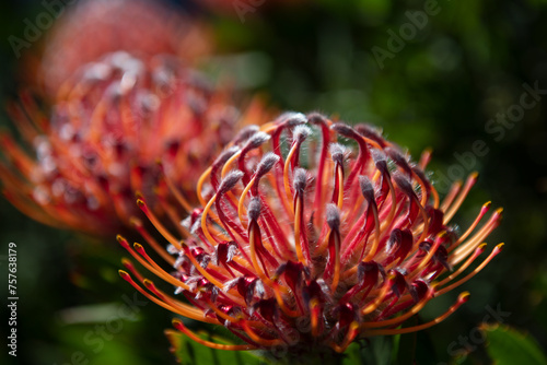 Leucospermum erubescens Oranjevlam Orange Flame flowers in bloom. The Tropical blossom pattern, close up tropical flowers background. Tropical floral pattern. Exotic leaves and flowers seamless photo