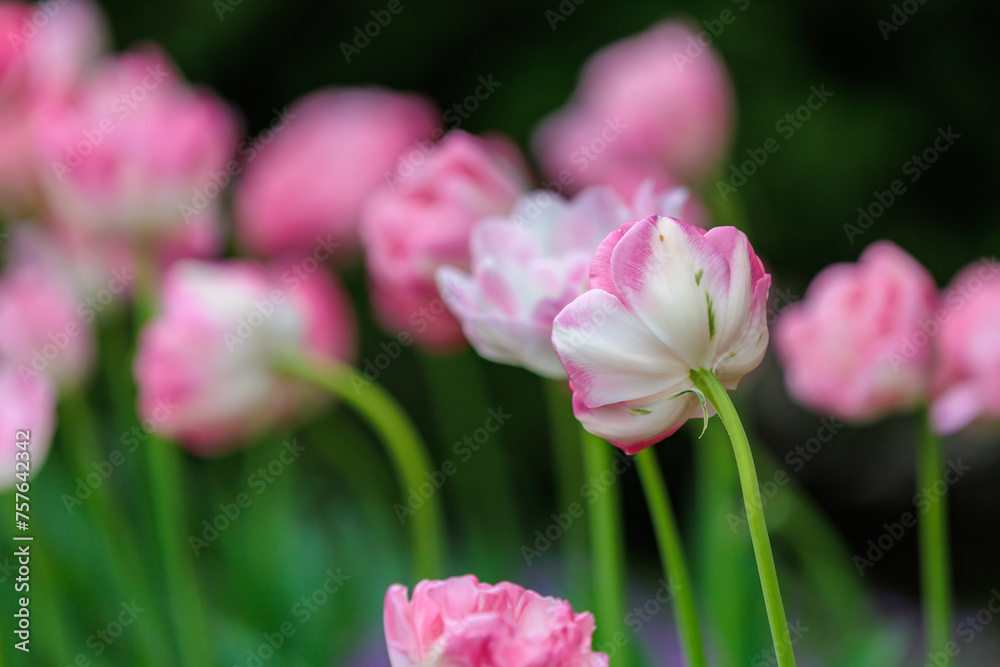 Flowers in a flower bed tulips. Greening the urban environment. Background with selective focus Flowers in a flower bed tulips. Greening the urban environment. Background with selective focus