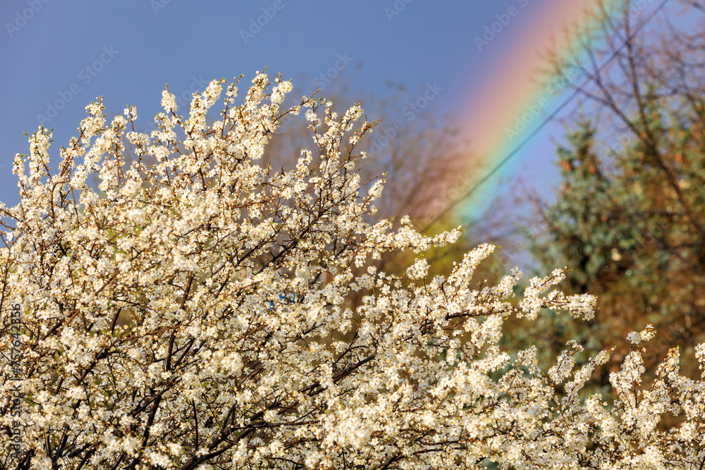 Crown of flowering fruit tree against the backdrop of a rainbow in early spring with selective focus. Spring background Crown of flowering fruit tree against the backdrop of a rainbow in early spring with selective focus. Spring background