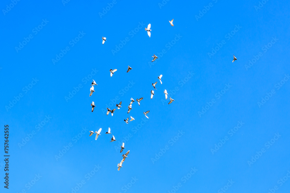 Fototapeta premium flock of birds flying in the sky