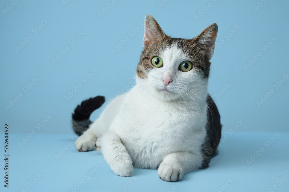An alert white and tabby cat reclines on a blue backdrop, its gaze fixed to the side. Its distinctive markings and curious expression are captured in a relaxed yet engaging pose
