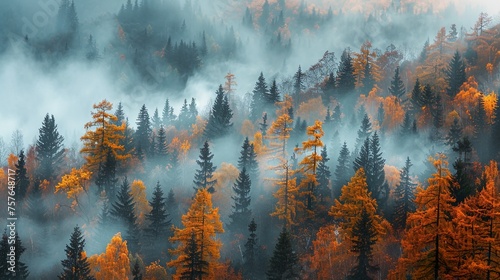 Beautiful tranquil landscape of mountain foggy forest