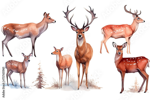 Roared deer Forest illustration deer red animals Watercolor deers set Horned