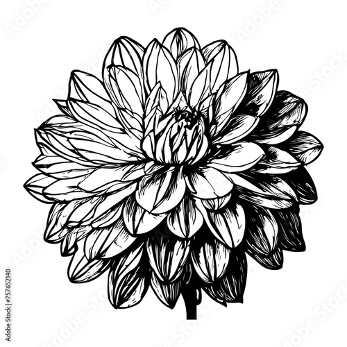 Fototapeta Naklejka Na Ścianę i Meble -  hand drawn illustration of dahlia flower, suitable for pattern, wedding, packaging and etc