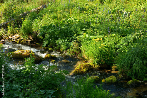 A small rushing river flows from the mountains through a clearing overgrown with tall grass on a sunny summer evening.