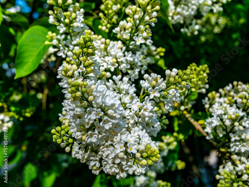 A branch of white lilac during flowering the summer