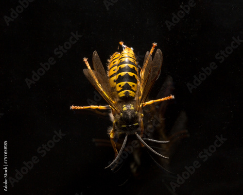 Vespula germanica, the European wasp, German wasp, or German yellowjacket. Male and female at the moment of mating.