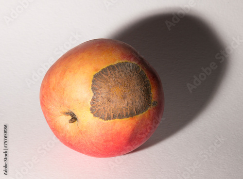 Venturia inaequalis is an ascomycete fungus that causes the apple scab disease. photo