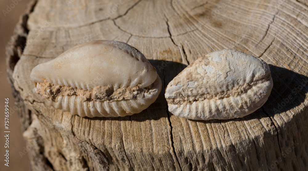 An extinct fossil shell of cypraea cowrie. Mauritia mauritiana, (humpback, chocolate, mourning cowry and Mauritius cowry), is a species of tropical sea snail, a cowry, a marine gastropod mollusc. An extinct fossil shell of cypraea cowrie. Mauritia mauritiana, (humpback, chocolate, mourning cowry and Mauritius cowry), is a species of tropical sea snail, a cowry, a marine gastropod mollusc.