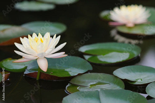 Beautiful Water Lilies in a Pond