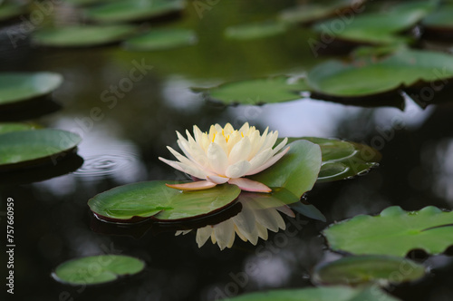 A Beautiful Water Lily in a Pond