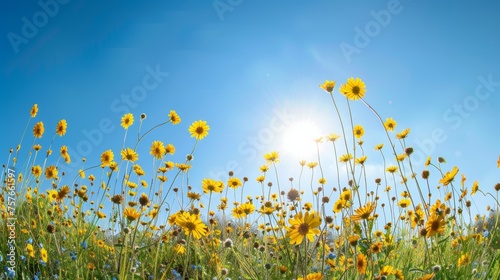High Angle Perspective of Sunny Yellow Daisy Field Panorama