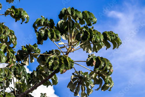 Embauba-do-brejo (Cecropia pachystachya) in Brazil. It belongs to the stratum of pioneer plants of the Atlantic forest photo