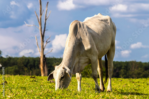 Fototapeta Naklejka Na Ścianę i Meble -  Zebu Nellore cow in the pasture area of a beef cattle farm in Brazil