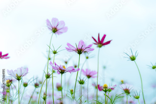 Cosmos flowers in the garden