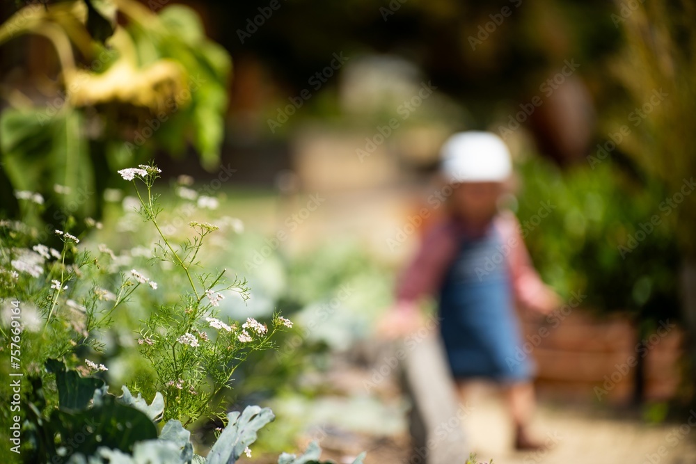 kids in garden, family in a vegetable patch. toddler picking food. summer time in the veggie garden with mother and child in australia