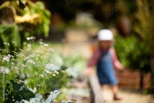 kids in garden, family in a vegetable patch. toddler picking food. summer time in the veggie garden with mother and child in australia