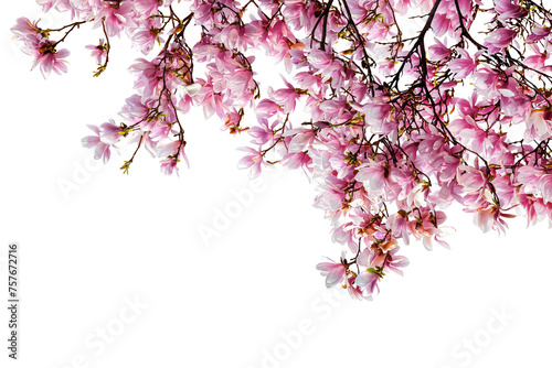 Magnolia Blossom in Full Bloom photo