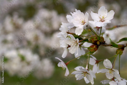 枝の先に咲く満開の桜の花、クローズアップ。