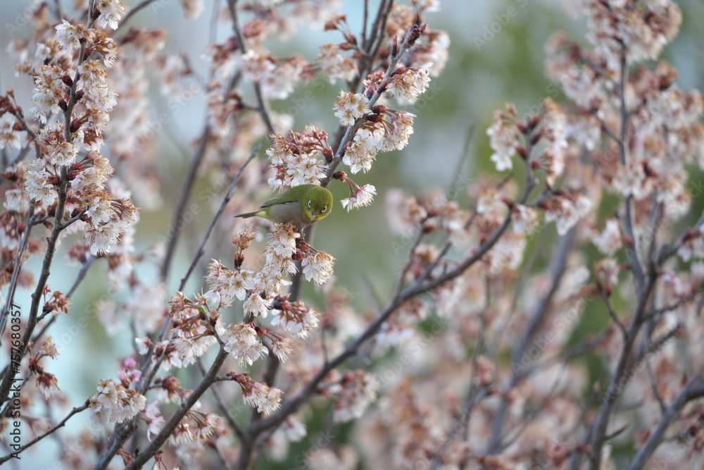 Tokyo, Japan - March 14, 2024: Warbling white-eye or Mejiro on pink wild cherry branches Tokyo, Japan - March 14, 2024: Warbling white-eye or Mejiro on pink wild cherry branches