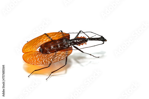 Malayan Leaf Beetle (Mormolyce phyllodes) isolated on white background.