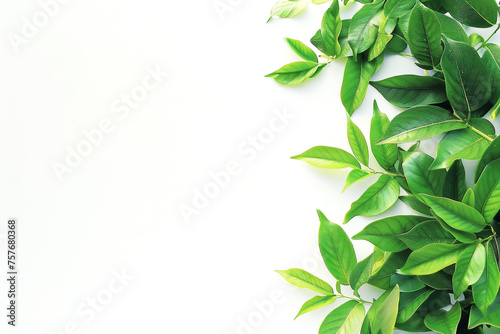 A white background with green leaves on it