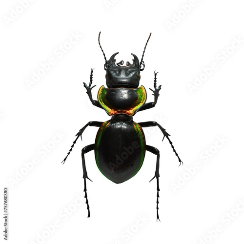 Large Ground Beetle (Mouhotia batesi) isolated on white background.