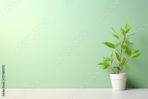 A white potted plant sits on a wooden table in front of a green wall