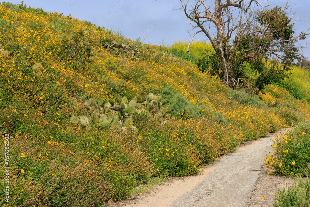 Fototapeta premium path in the field