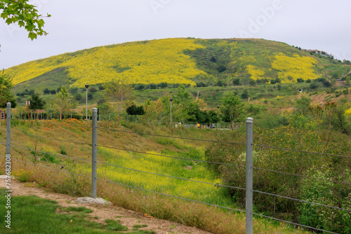 landscape with yellow wildflowers, spring landscape in Southern California, Orange County (ID: 757682308)