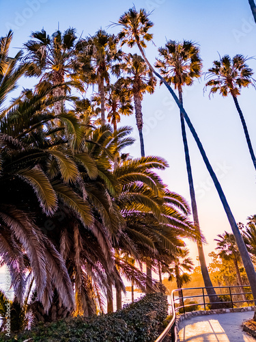 palm trees at sunset, Heisler Park, Laguna Beach, Orange County (ID: 757682318)