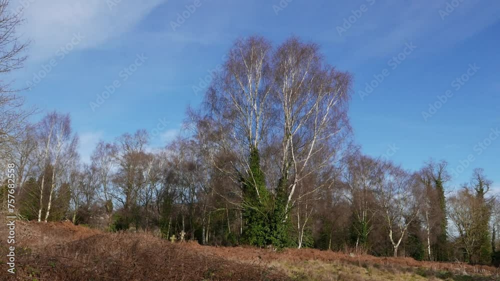 Silver Birch trees, Betula pendula, in Winter. Highgate Common. Staffordshire. February. UK Silver Birch trees, Betula pendula, in Winter. Highgate Common. Staffordshire. February. UK