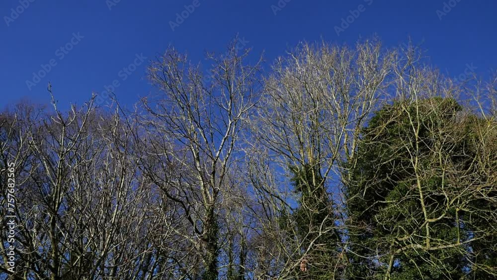 Bare trees tops against a blue sky. February. UK Bare trees tops against a blue sky. February. UK