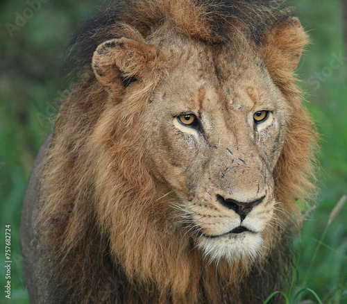 A close up of a male Lion. Taken in Kenya
