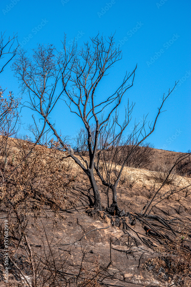 Burn Forest after a Wildfire in California Burn Forest after a Wildfire in California