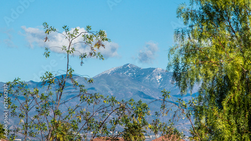 trees and sky with mountain in the background photo