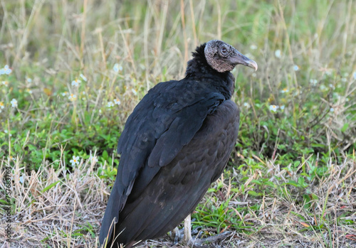 Macro Side and Back View of a Black Vulture in Grass and Wildflowers