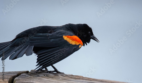 Red Winged Blackbird showing off